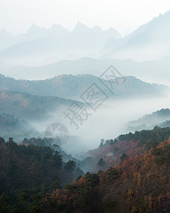 树水墨画水墨山水云雾风光背景