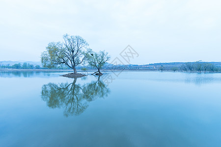 树水墨画水墨山水云雾风光背景