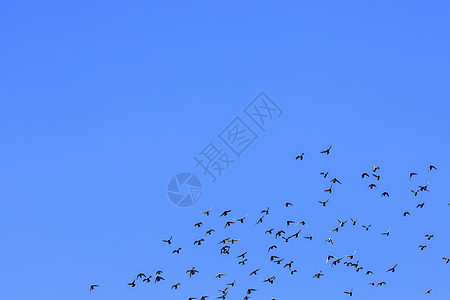 天空中成群鸽子图片