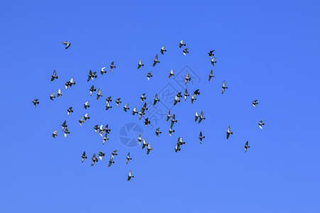 天空中成群鸽子背景图片