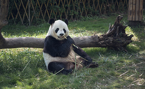 可爱熊猫吃竹子四川高清图片素材