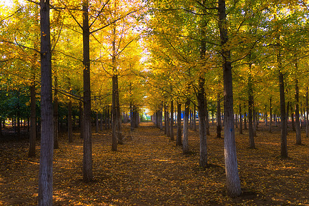 银杏树林秋季高清图片素材