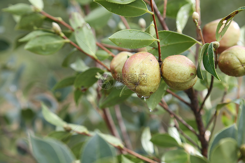 茶果图片素材_免费下载_jpg图片格式_VRF高清
