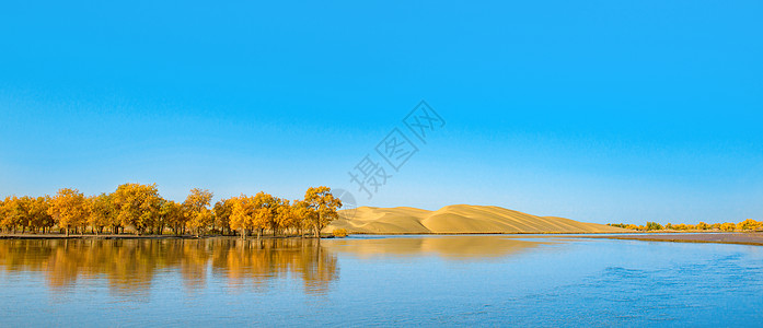 秋季旅游水上胡杨与沙漠背景