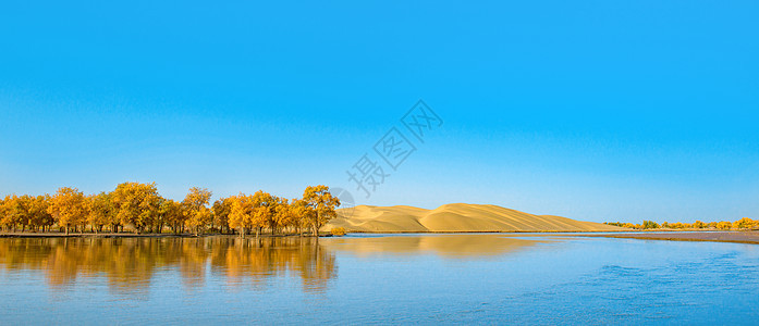 水上胡杨与沙漠背景图片