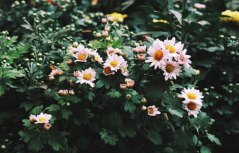 白色小菊花图片