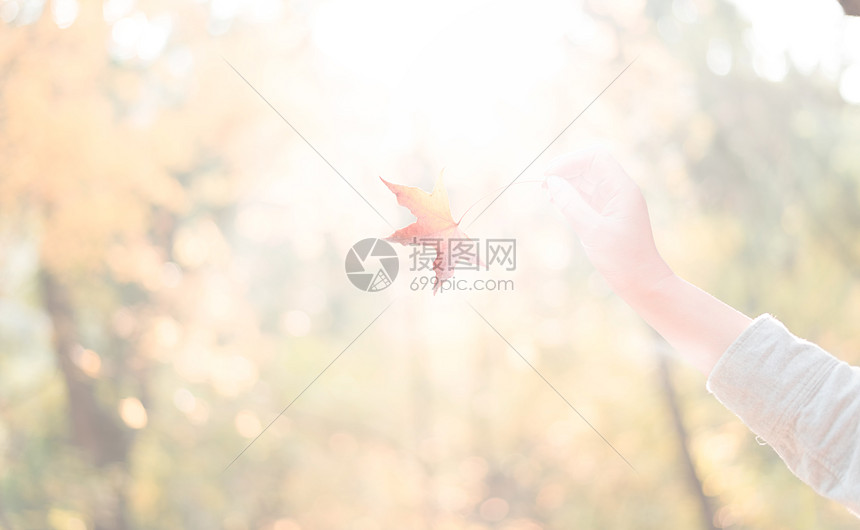 秋日午后暖阳中的枫叶图片