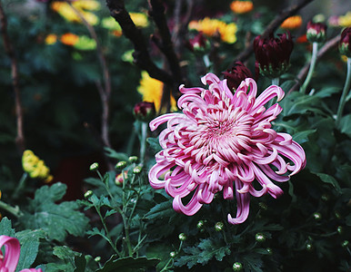 紫色菊花秋菊背景