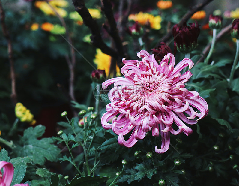 紫色菊花秋菊图片