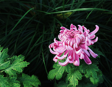 菊花手绘一株紫色菊花背景