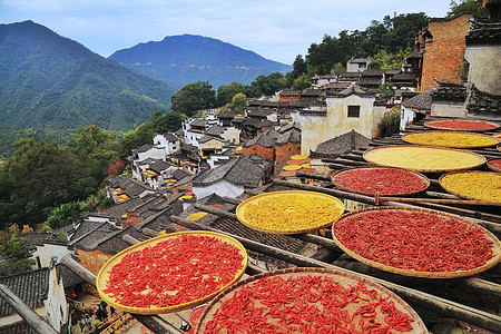 菊花背景婺源篁岭晒秋背景