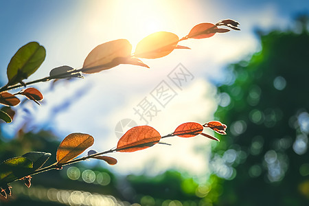 秋叶绿色科技高清图片