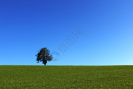 欧洲德国一棵树的风景图片