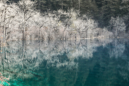 冬日里紫薇树九寨沟风景背景