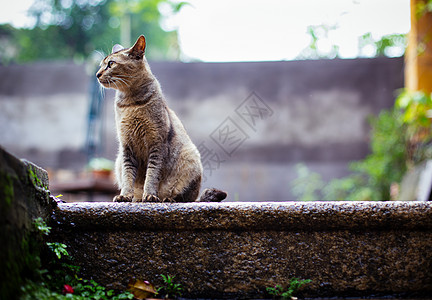 鼓浪屿老宅里的猫背景图片