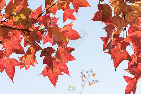 南京秋冬天的红色梧桐叶图片
