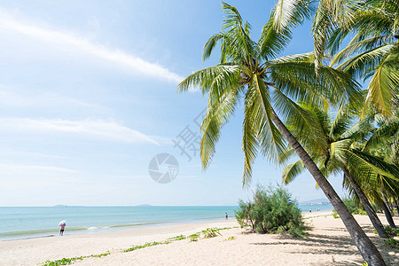 海椰子树椰林海滩背景