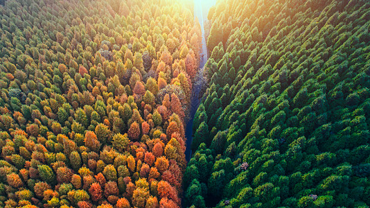 枫叶树重庆山王坪森林航拍背景