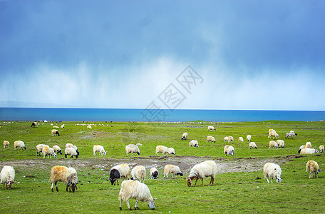 草原草原羊群高清图片