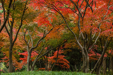 枫叶水墨深秋的红树林背景