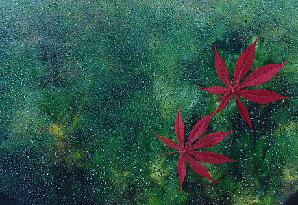 秋天露水中的红叶背景图片