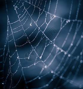 蜘蛛网背景素材图片