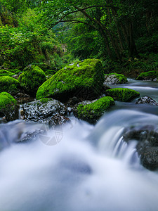 山谷里的青苔溪水背景图片