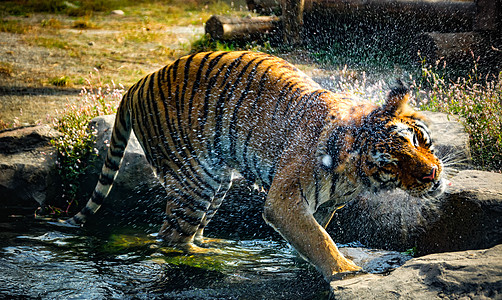 老虎戏水猛虎东北虎图片素材