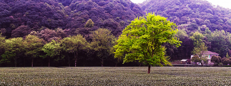 旅游创意海报山脉草原树木简约背景背景