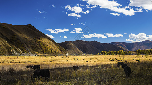 高山云雾川西美景美图背景