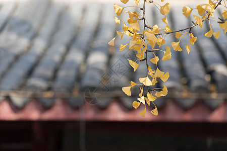 秋季里的银杏树背景图片