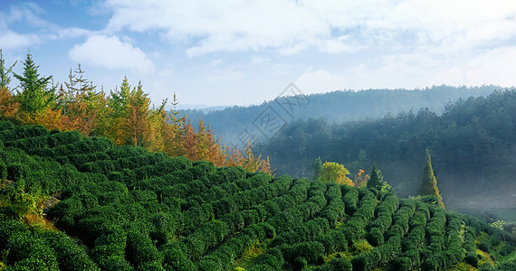 黄山栾树茶园背景