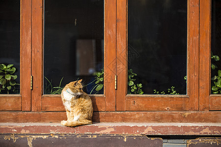 晒太阳的肥猫图片