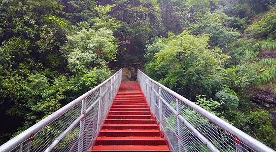 森林拓展绿色森林中的红色栈道背景