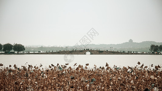 西湖水墨杭州西湖白堤断桥残藕背景