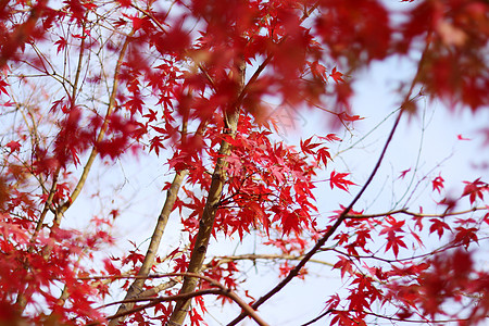 红色的枫叶苏州天平山高清图片