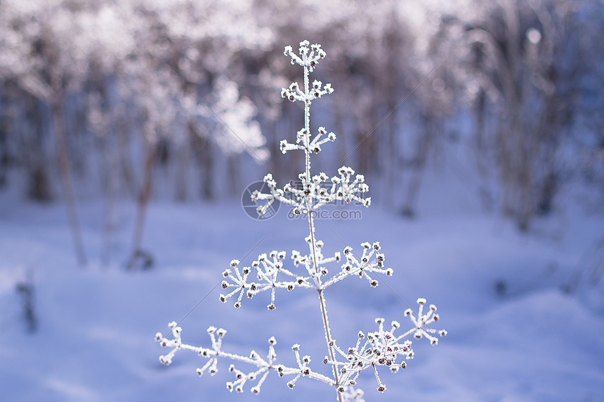 雪韵图片