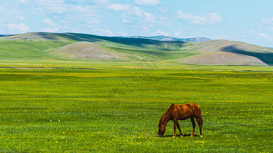 呼伦贝尔草原马背景图片