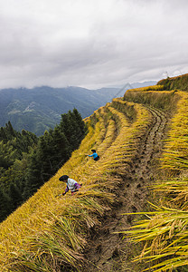 梯田芒种时节农民收水稻背景