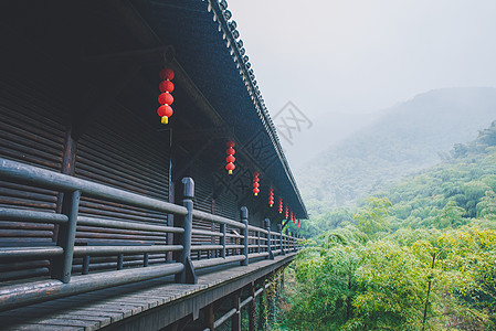 绿色走廊大唐贡茶院竹林背景