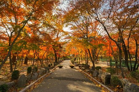 校园道路庆熙大学校园枫叶背景