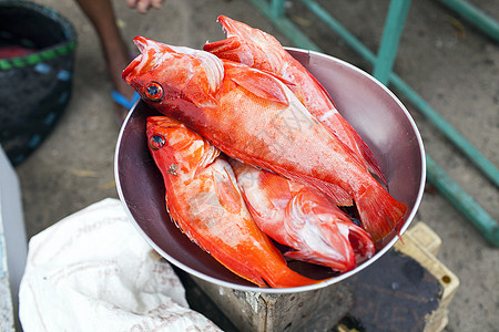 清蒸石斑鱼刚捕捞的红石斑鱼背景