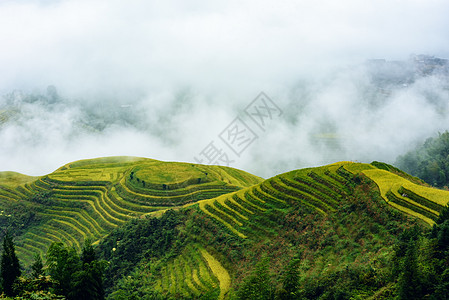 元阳旅游云雾中的梯田风光背景