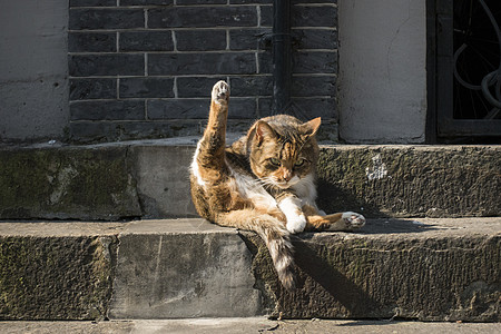 表情太阳表情奇怪的猫背景