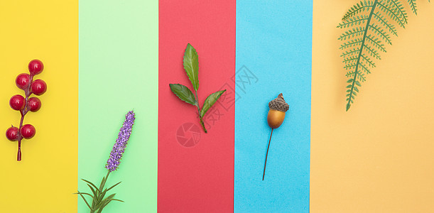 色彩拼接背景上的植物背景图片