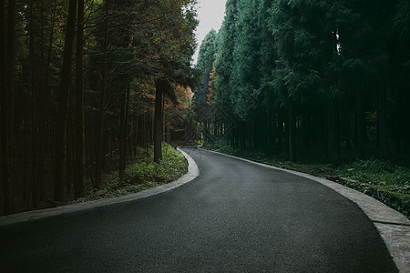 里倚树神秘森林里的路背景