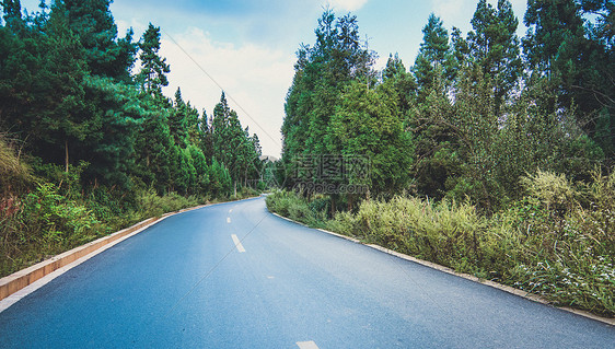 森林里的公路图片