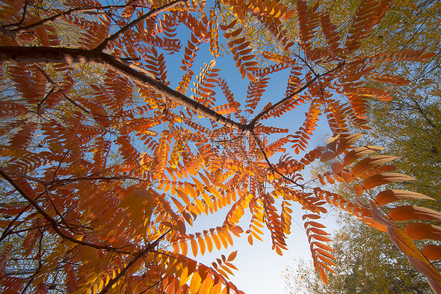 秋色红叶黄叶图片