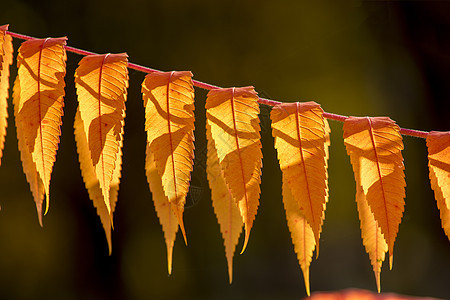 秋色红叶黄叶背景图片