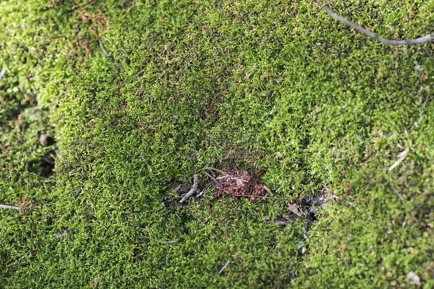 青苔植被图片